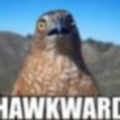 Hawktronic (Goin Thru it)