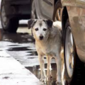 Stray