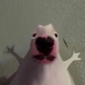 stwunky