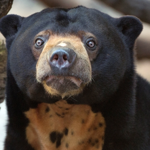 Sun Bear (♘)
