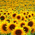 sunflower_kid