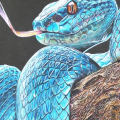 SupaSnake