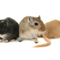 gerbil the sweet and the script