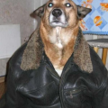 SuperDohg