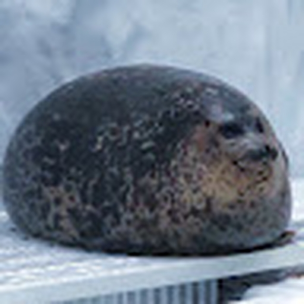 SushiVoid