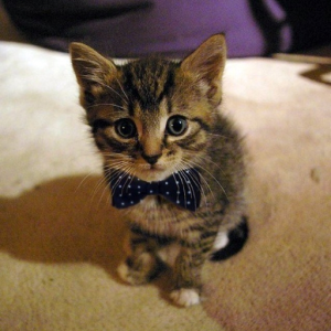 Swag_Cat