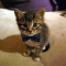 Swag_Cat