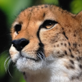 swiftcheetah77