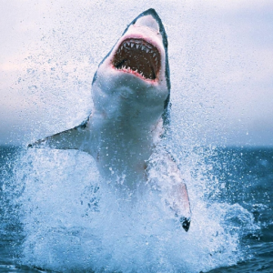 Alphashark