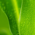 syawana22_gmail_com