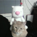 Syntax & Kepz