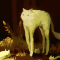 Tau the Cat