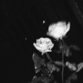 tayyshoota_