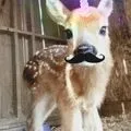 Teenunicorn