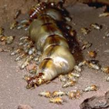 Termite