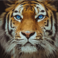 tevelasquez26_spart2_org