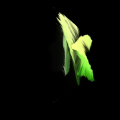 textor_somnia
