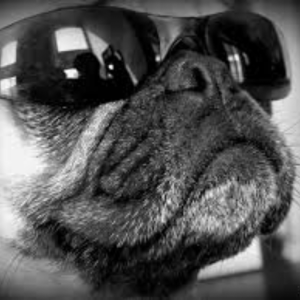 Thatpug8