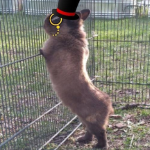 TheDapperRabbit