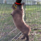 TheDapperRabbit