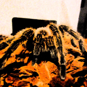 Rantula