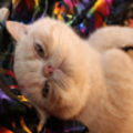 thegreatphotoguy_gmail_com