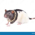 TheIcedRats