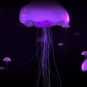 TheJellyfisher