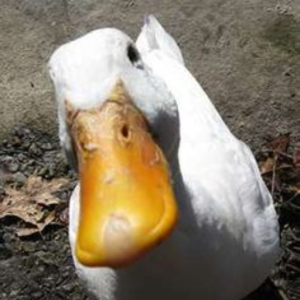 DuckSTEp
