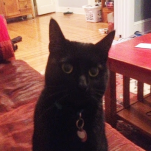 TibbyCat123