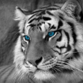 TigerGamerAJ
