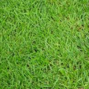 Timmeeyy