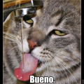 Tinca-Tinca