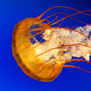 Tisa