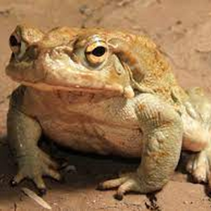 Toad67