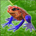 toads