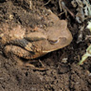 Toadsweb