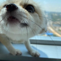 ToastyCat