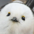 Tomatmo