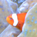 trevmaster_630