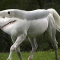 tuckersfather