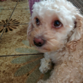 tulsie_dukharan