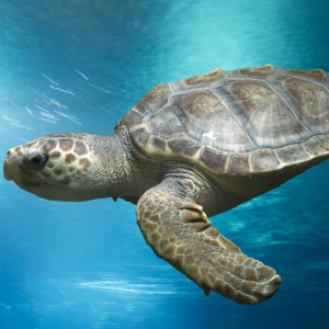 turtlemusic21♪