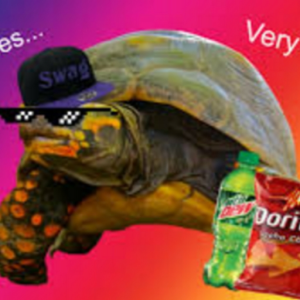 turtleson