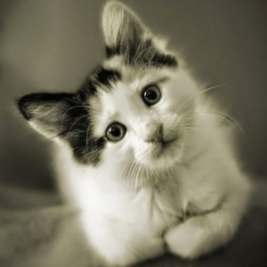 twinpet