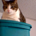 tygeroo