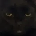 YUNG OCTOBER