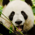 Panda123