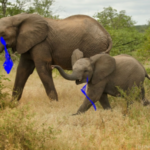 urel