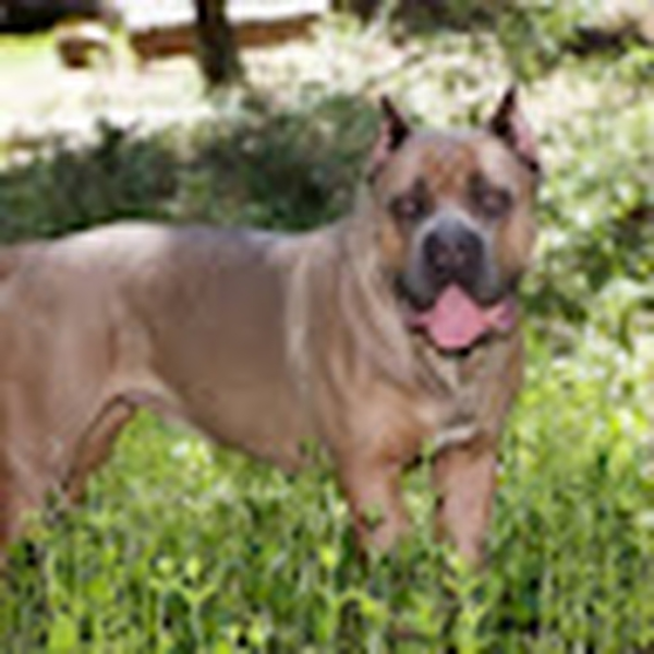 Mountain Cane Corso